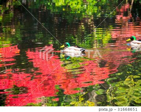 マガモと池に映った紅葉 31668651
