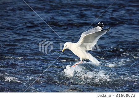 カモメ 羽ばたき 飛行 31668672