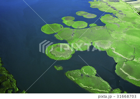 緑 緑色 順天湾 31668703