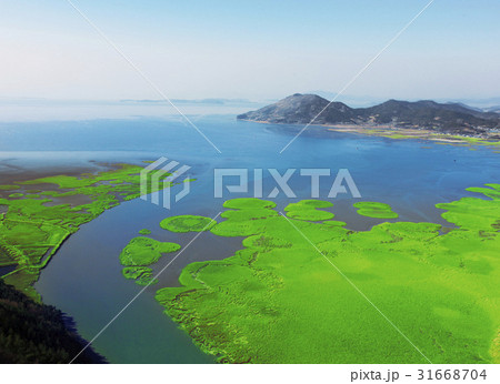 順天湾 全羅南道 風景 31668704