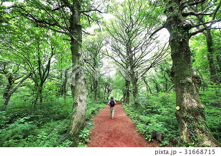 カヤ 榧子林 済州島 31668715