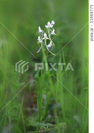 花 植物 トンボ蘭 31668775