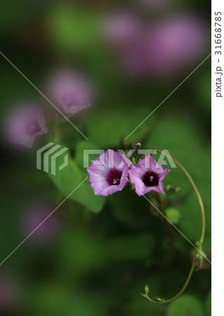花 フォーカス 植物 31668785
