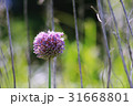 ジャンボニンニクの花 31668801