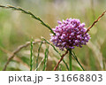 ジャンボニンニクの花 31668803