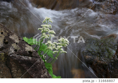 花 植物 自然 31668807