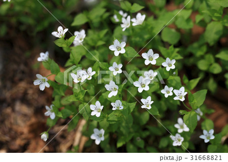 個別の花 花 植物 31668821