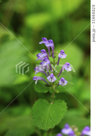 指ぬき花 花 見よ 31668828