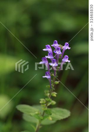 指ぬき花 フォーカス 植物 31668830