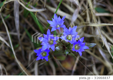 ビーズブンイ 花 植物 31668837