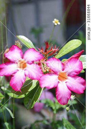 花 フラワー お花 31668844