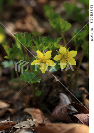 花 私キジムシロ 植物 31668845