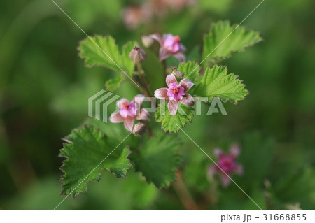 花 ナワシロイチゴ 植物 31668855