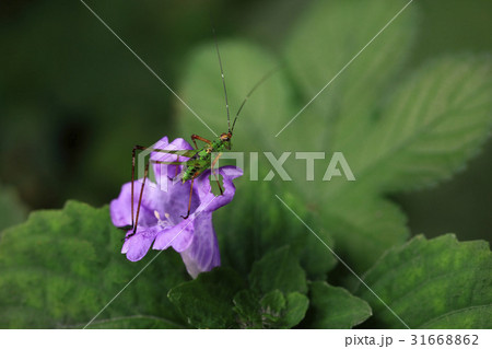 昆虫 花 キリギリス 31668862