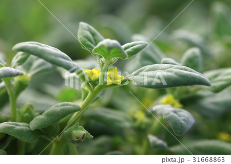 花 ツルナ 植物 31668863