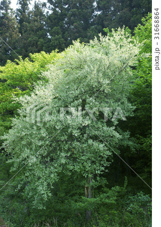 木 菩提樹 部分 31668864