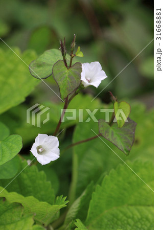 フォーカス 植物 赤ちゃん朝顔 31668881