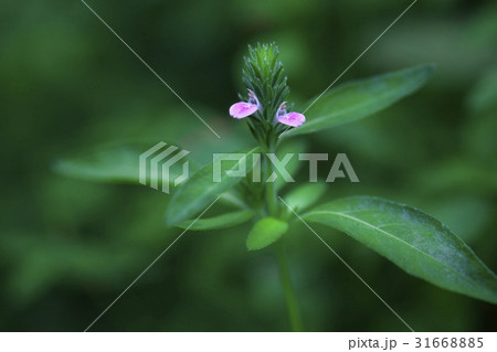 花 葉 低賃金芒硝 31668885