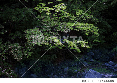 木 植物 自然 31668886