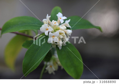花 フォーカス 植物 31668890