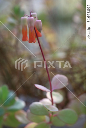 花 フォーカス 植物 31668892