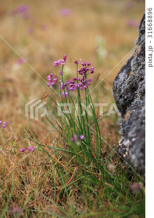 フォーカス 野生の花 夏の花 31668896