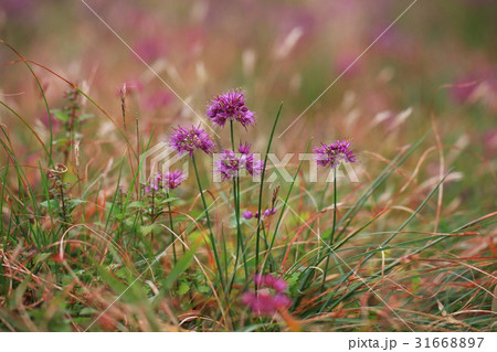 花 野生の花 クローズアップ 31668897