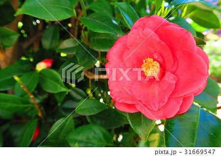 サザンカのある風景 31669547