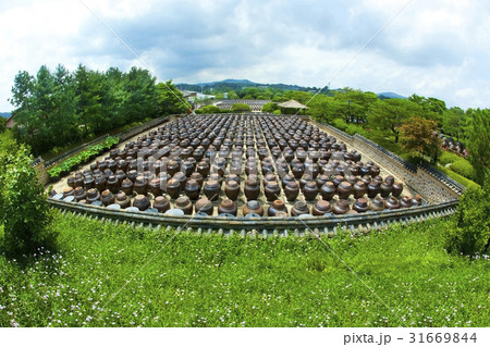 ソイル農園 安城市 かめ 31669844