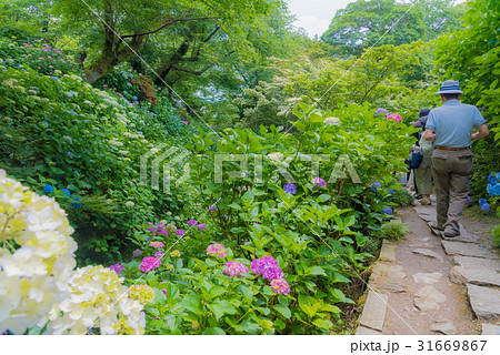 矢田寺 31669867