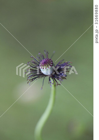 花 植物 ケシ 31669880