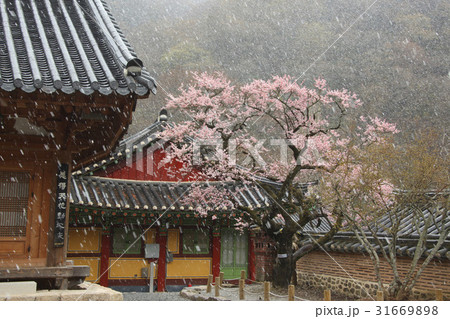 白羊寺 全羅南道 韓国 31669898