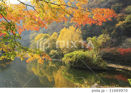 紅葉 ベクアムサン 自然 31669970