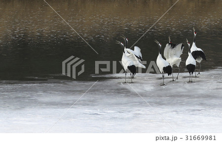 川 河 タンチョウ 31669981