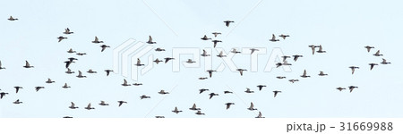 江原道 屋外 室外 31669988