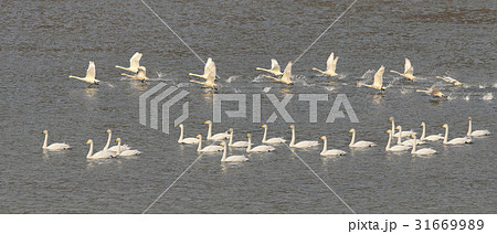 川 河 白鳥 31669989