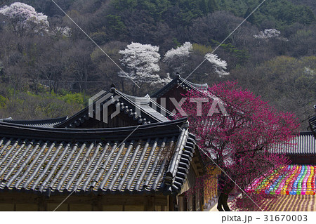 智異山 韓国 紅梅 31670003