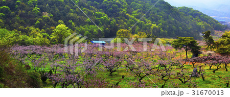 花 図画 春 31670013