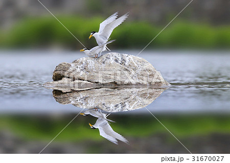 岩 石 グー 31670027