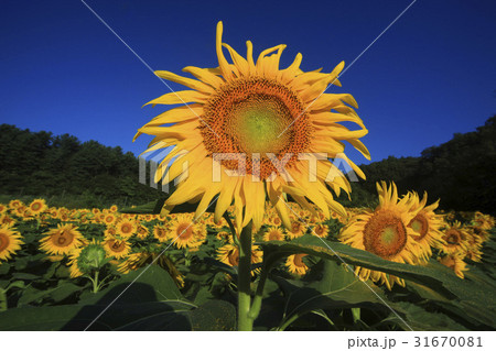 京畿道 キョンギド 夏 31670081