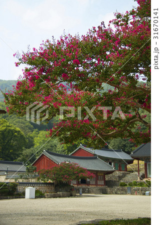 ベロン木 禅雲寺 全北 31670141