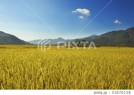 慶南 稲 夫婦松 31670158