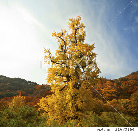 龍門寺 龍門山 天然記念物 31670164