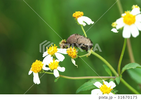 コガネムシ科 ハナムグリ コアオハナムグリ 31670175