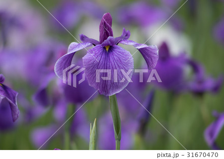 花菖蒲　むらさき 31670470