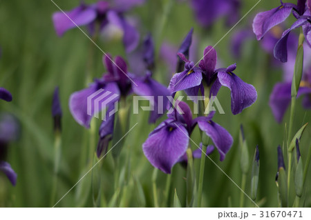 花菖蒲 むらさき 花菖蒲 むらさき 31670471