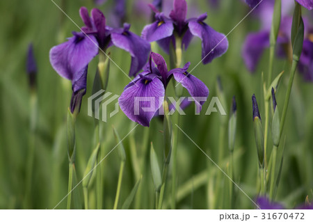 花菖蒲 むらさき 花菖蒲 むらさき 31670472
