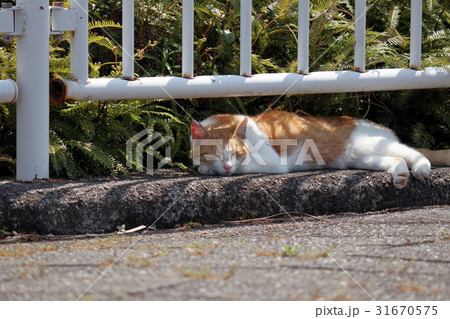 猫（ネコ） 31670575