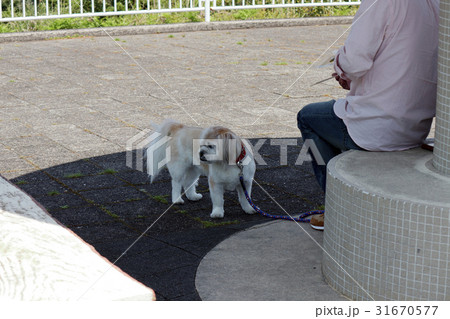 犬（愛犬） 31670577