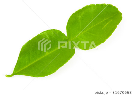 Kaffir lime leaves isolated 31670668